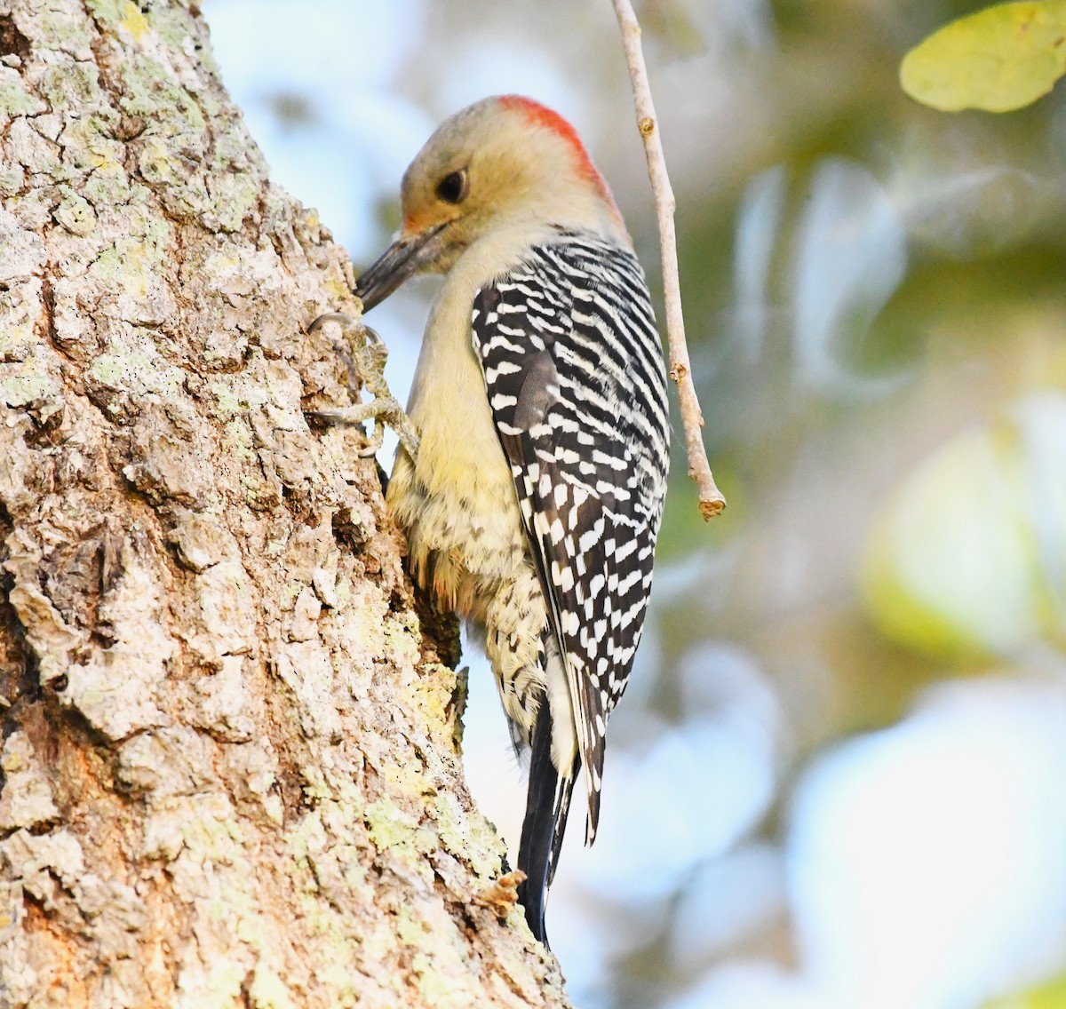Red-bellied Woodpecker - ML610683055
