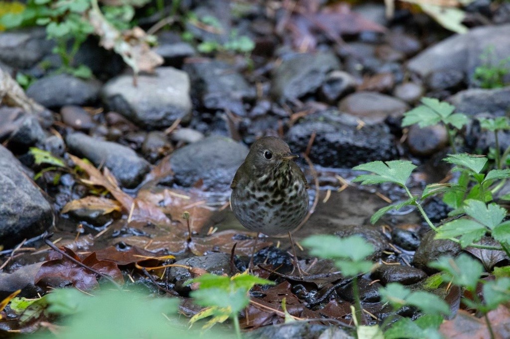 Hermit Thrush - Lauren Krieger