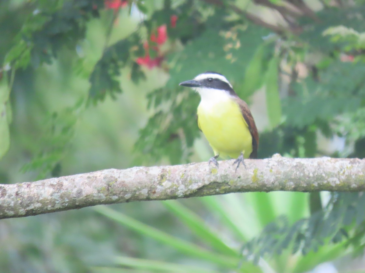 Great Kiskadee - ML610683120