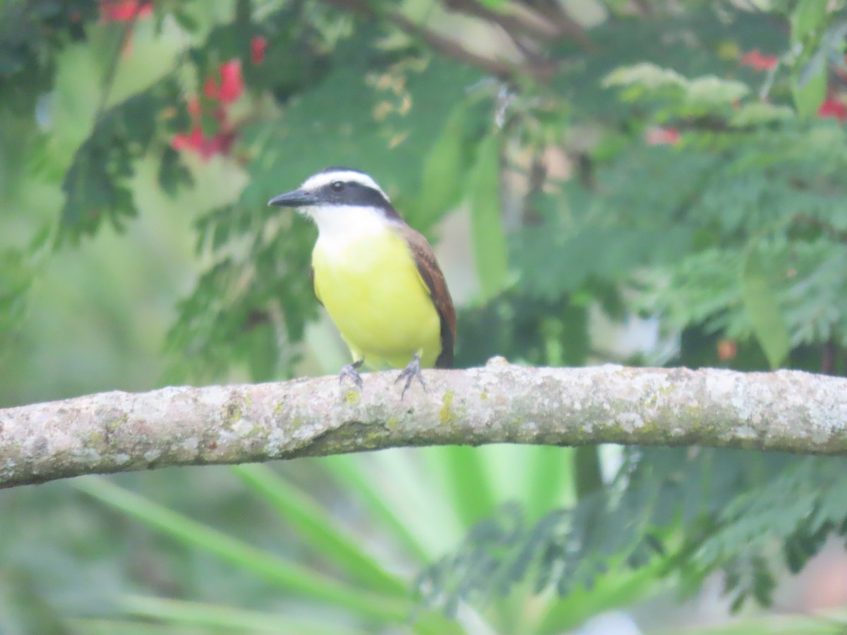 Great Kiskadee - ML610683121