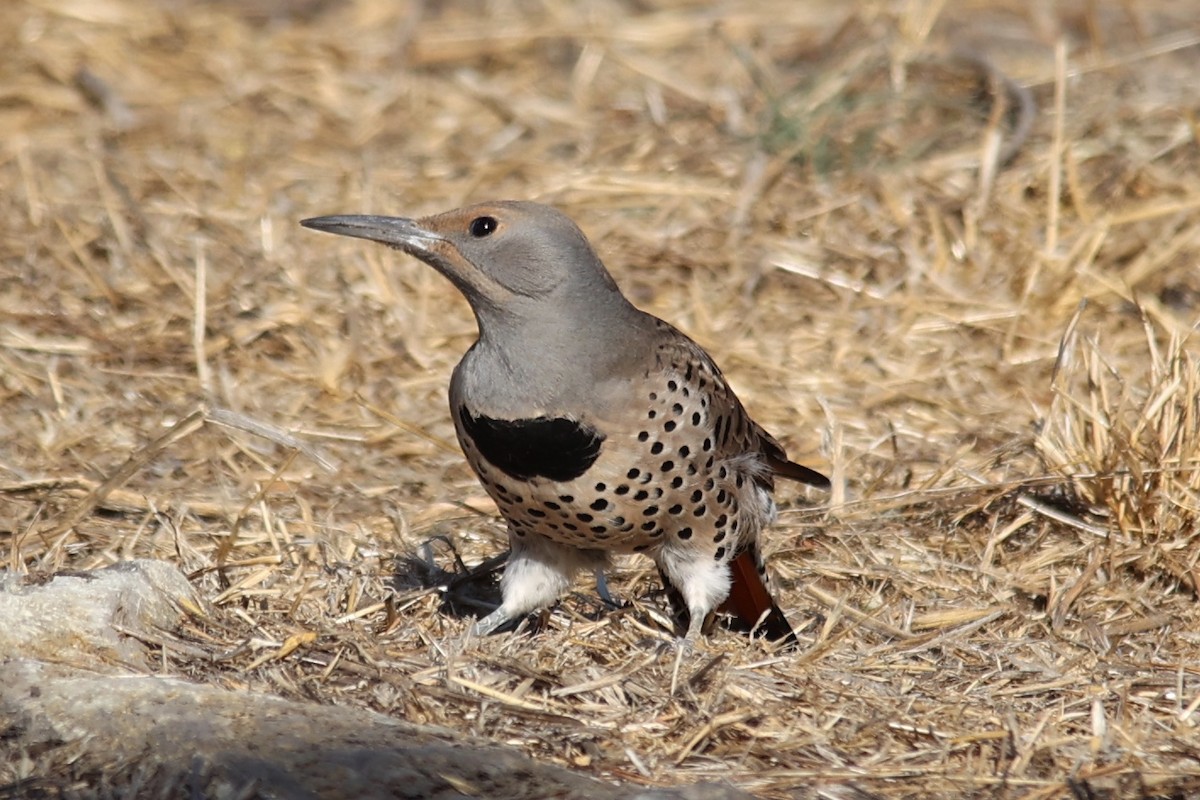 Northern Flicker (Red-shafted) - ML610683162