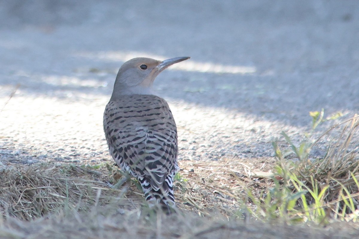 Northern Flicker (Red-shafted) - ML610683165