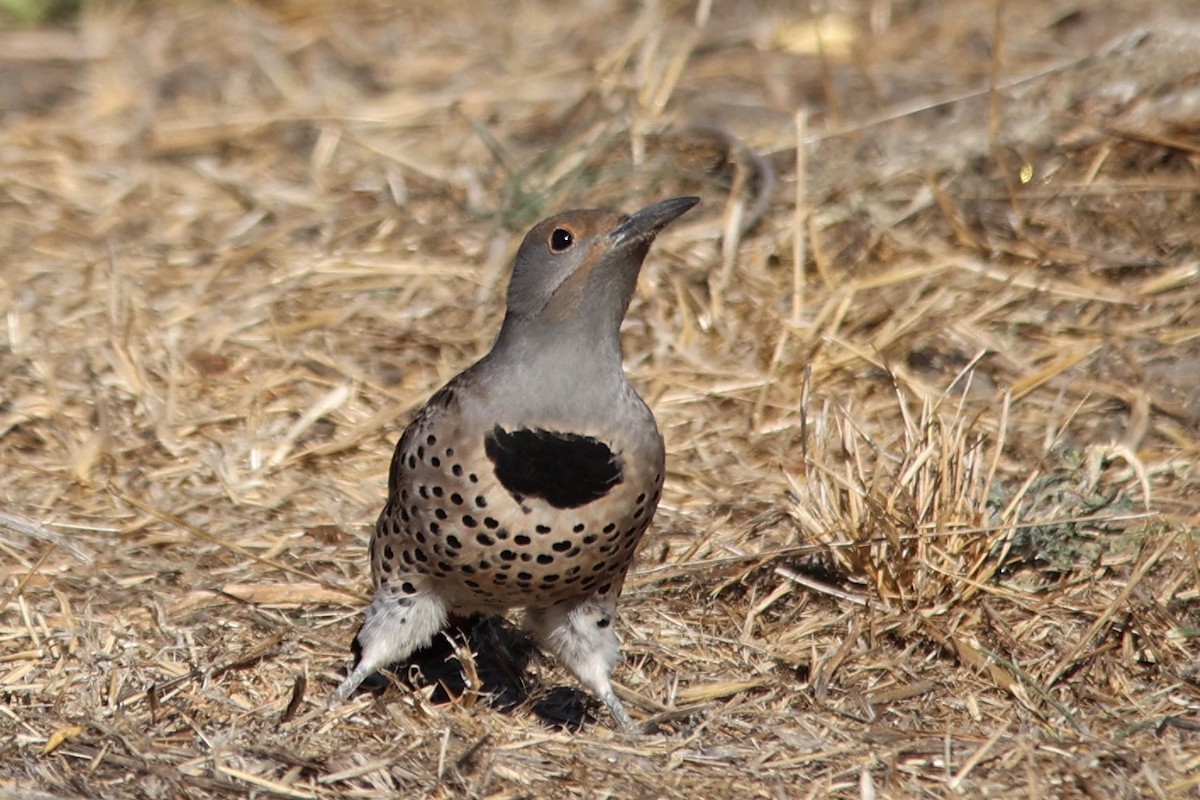 Northern Flicker (Red-shafted) - Ann Stockert