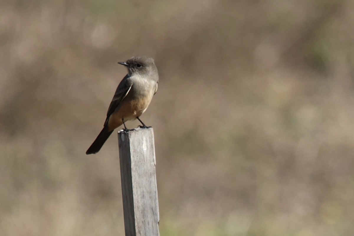 Say's Phoebe - ML610683188