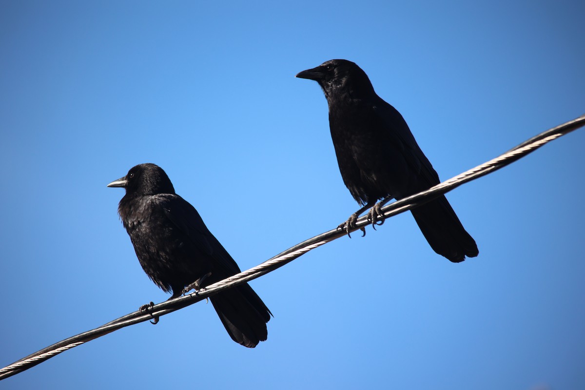 American Crow - ML610683193