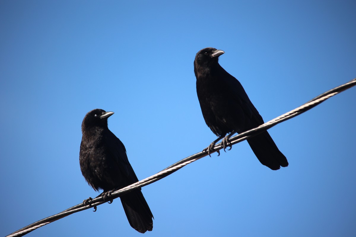 American Crow - ML610683194