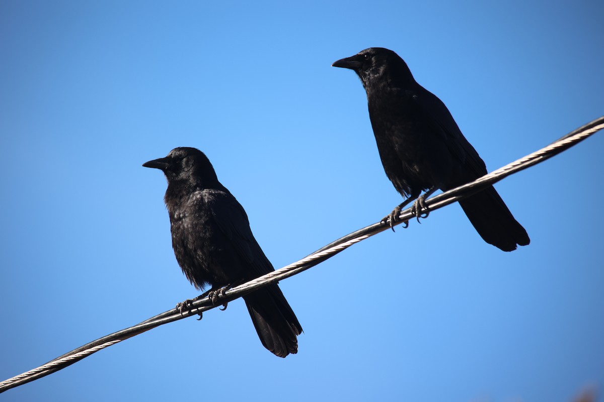 American Crow - ML610683195