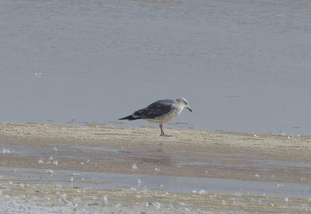 Lesser Black-backed Gull - ML610683218