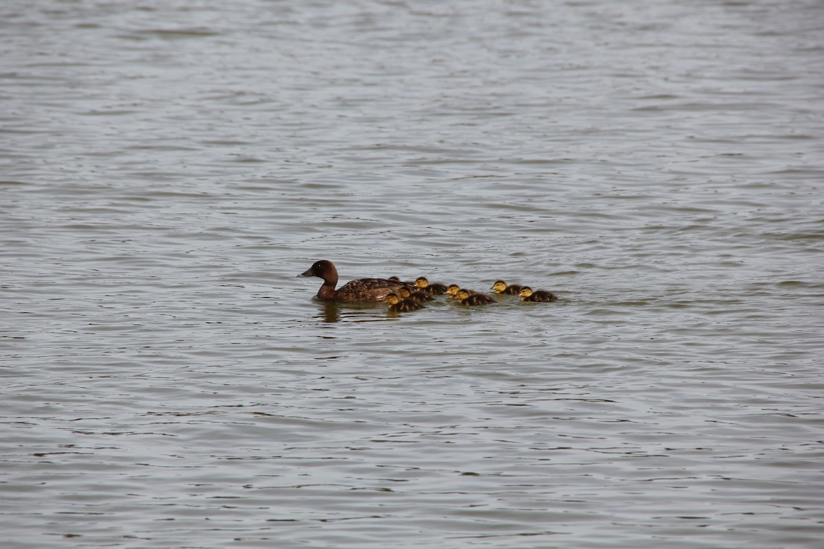 Hardhead - ML610683222