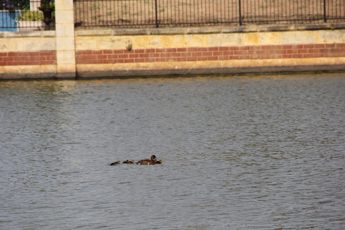 Hardhead - ML610683224