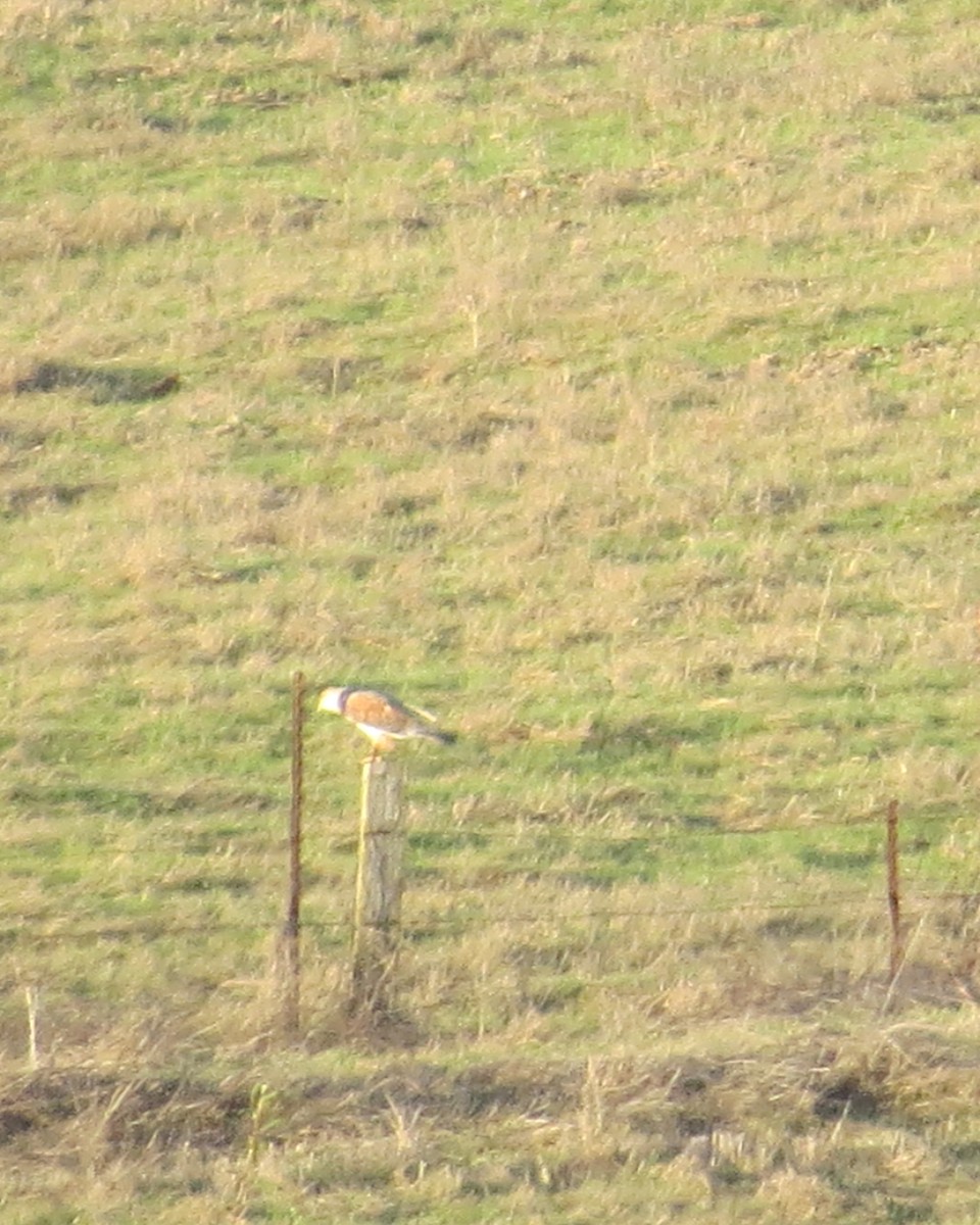 Ferruginous Hawk - Mookie Fudemberg