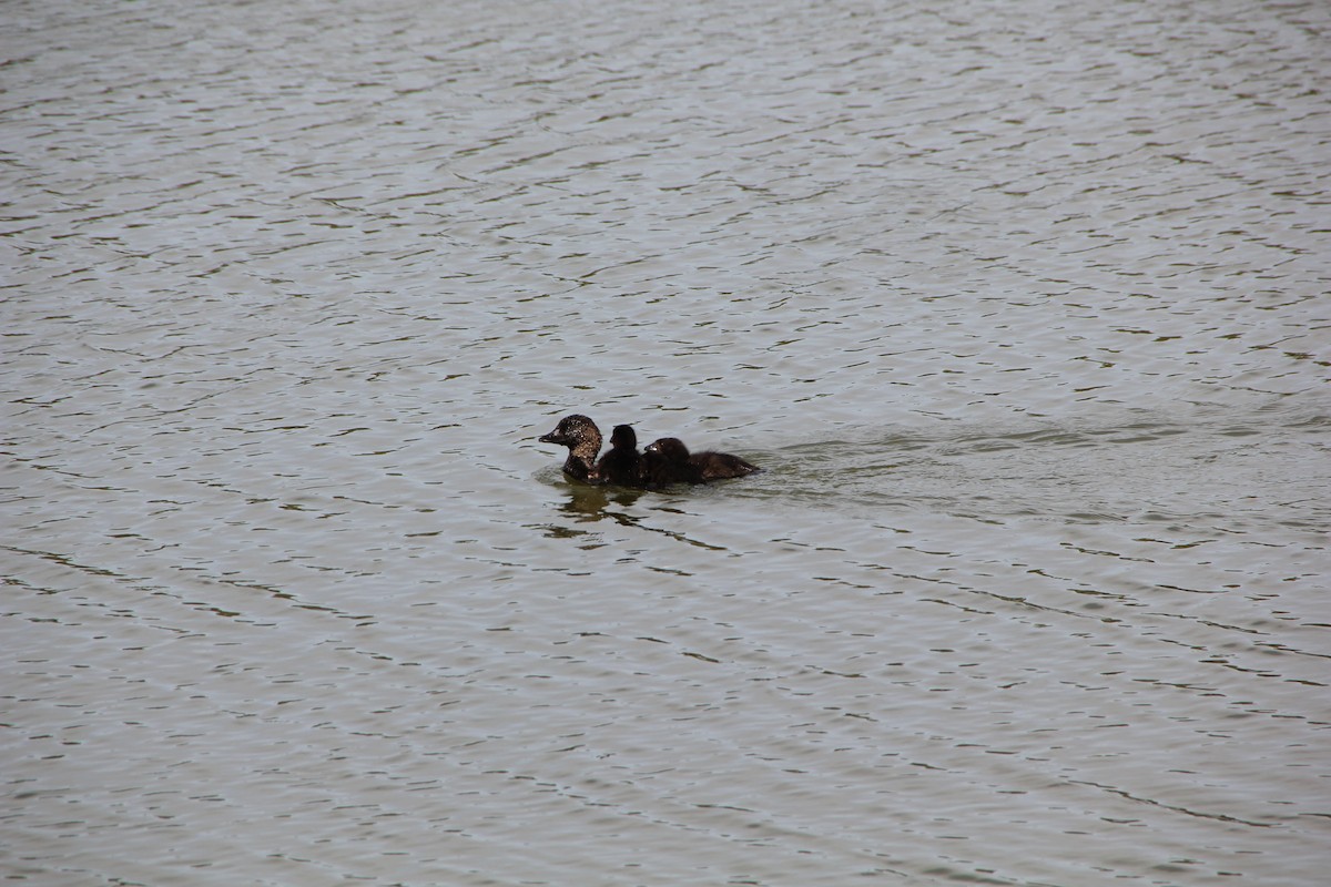 Musk Duck - ML610683235