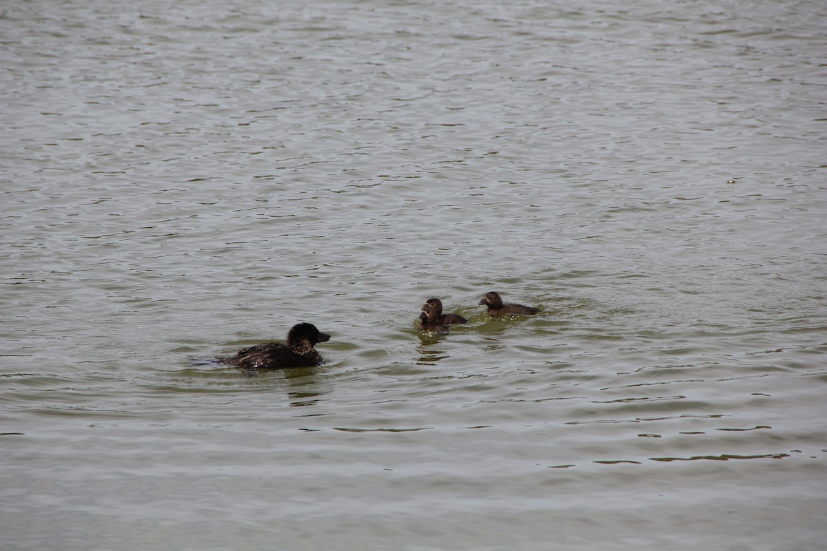 Musk Duck - ML610683236