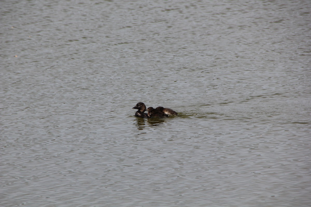 Musk Duck - ML610683237