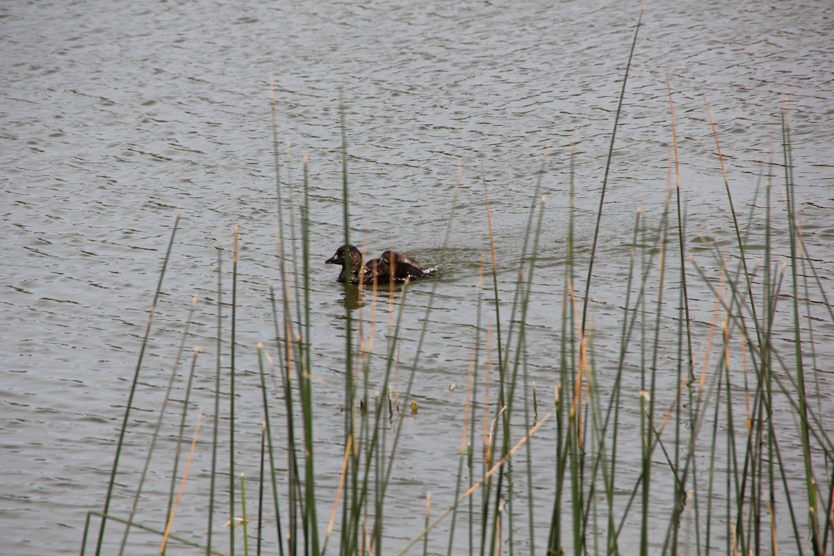 Musk Duck - ML610683238