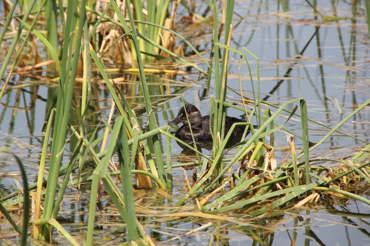 Blue-billed Duck - ML610683239
