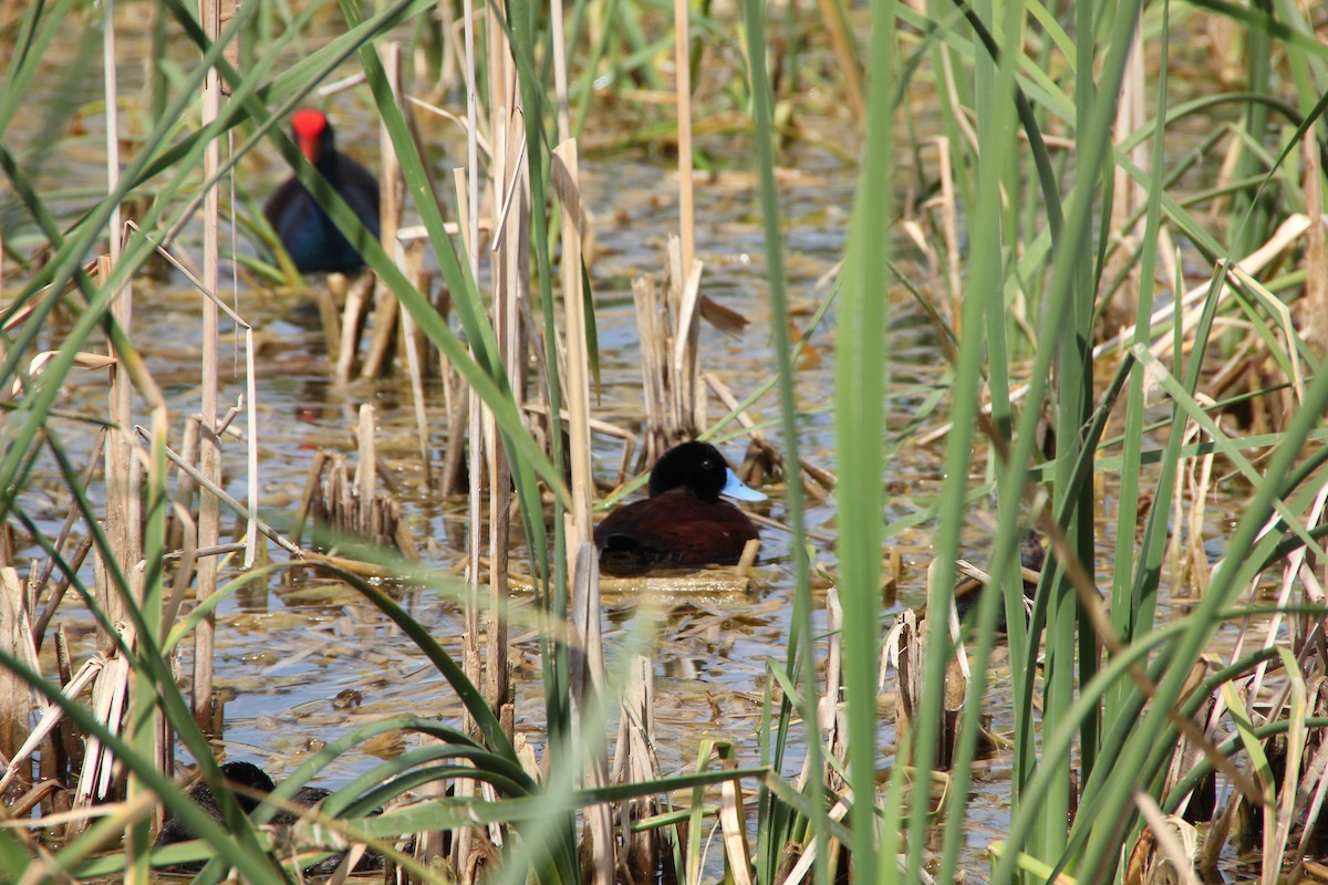 Blue-billed Duck - ML610683240