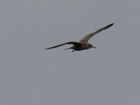 Short-billed Gull - ML610683257