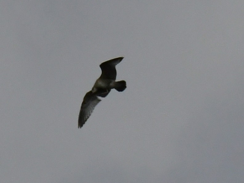 Short-billed Gull - ML610683261