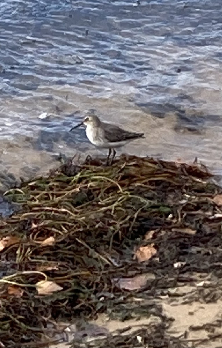 Dunlin - ML610683298