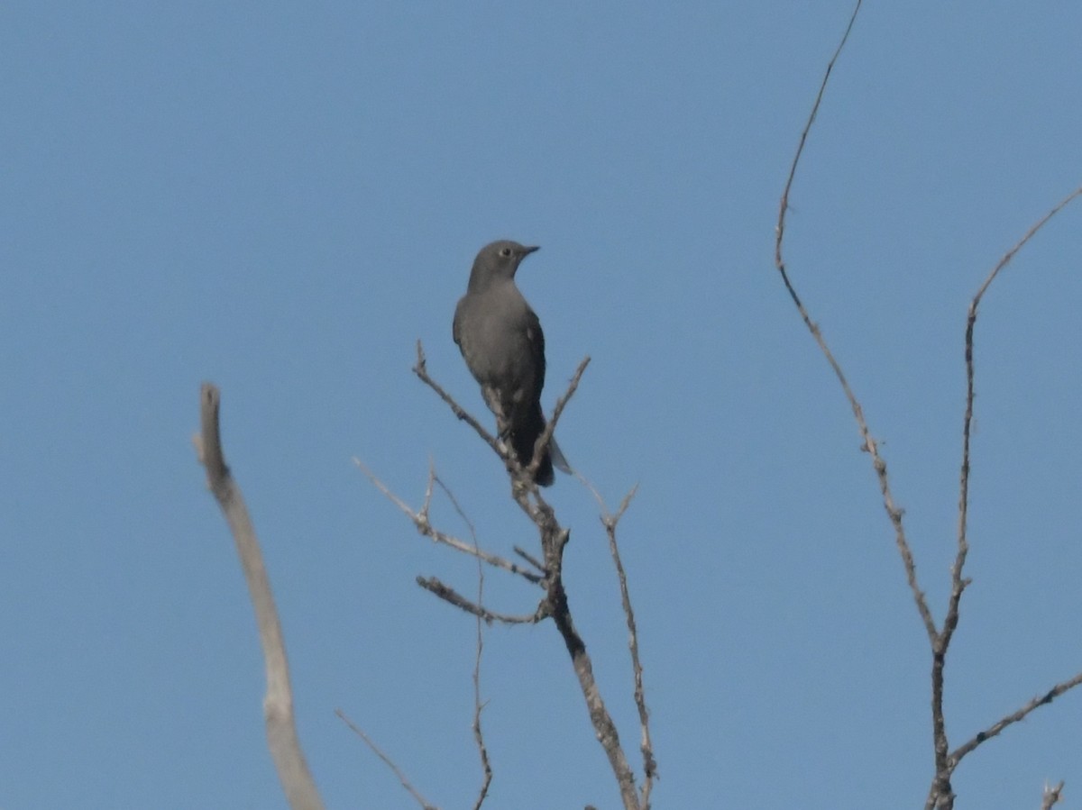 Townsend's Solitaire - ML610683342