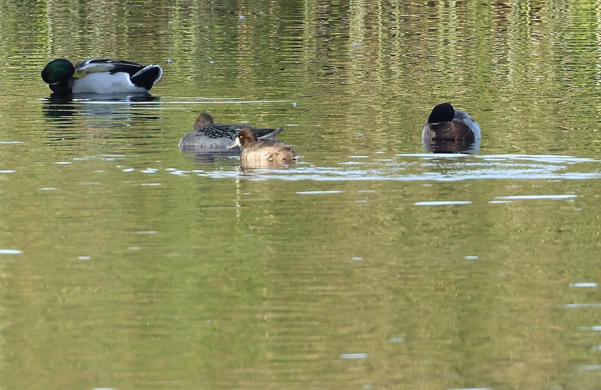 Lesser Scaup - ML610683346