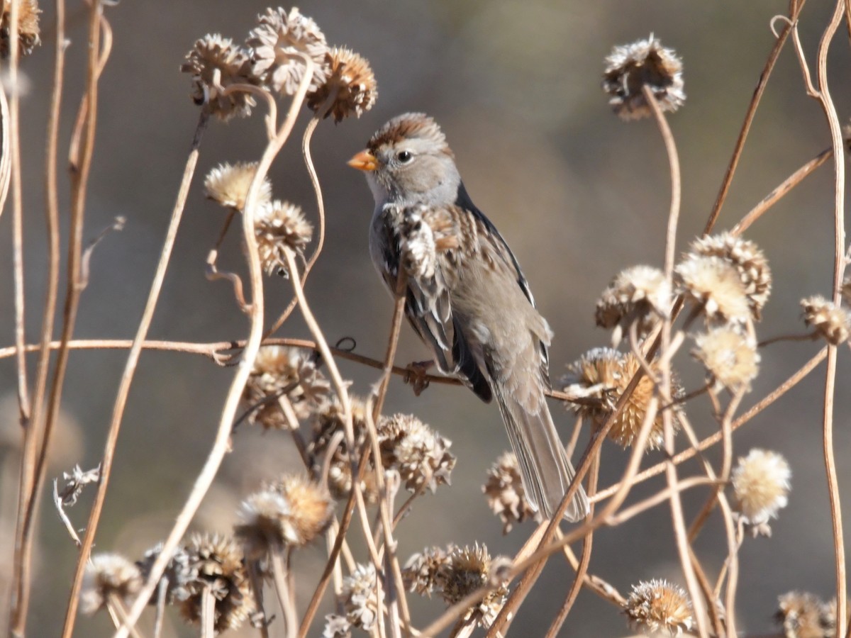 White-crowned Sparrow - ML610683359