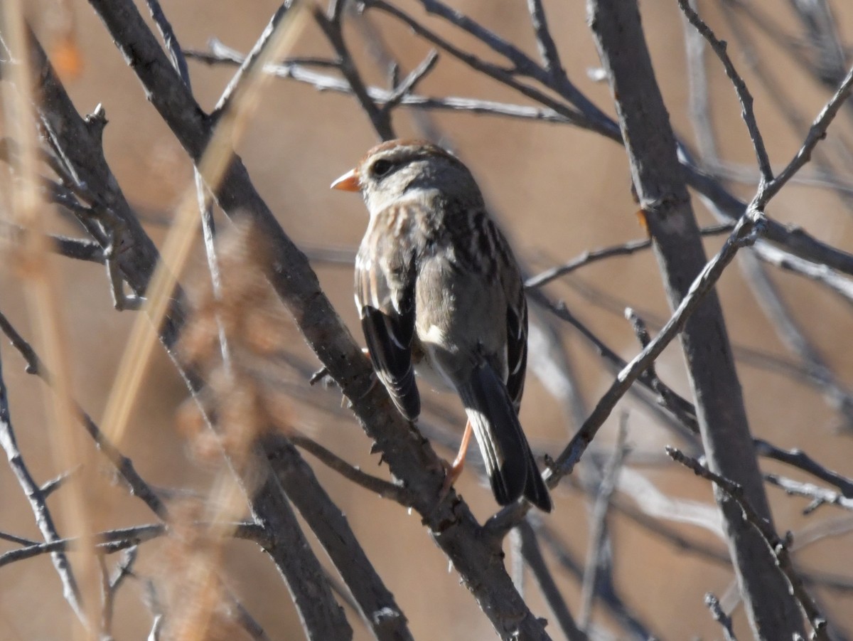 White-crowned Sparrow - David Drews