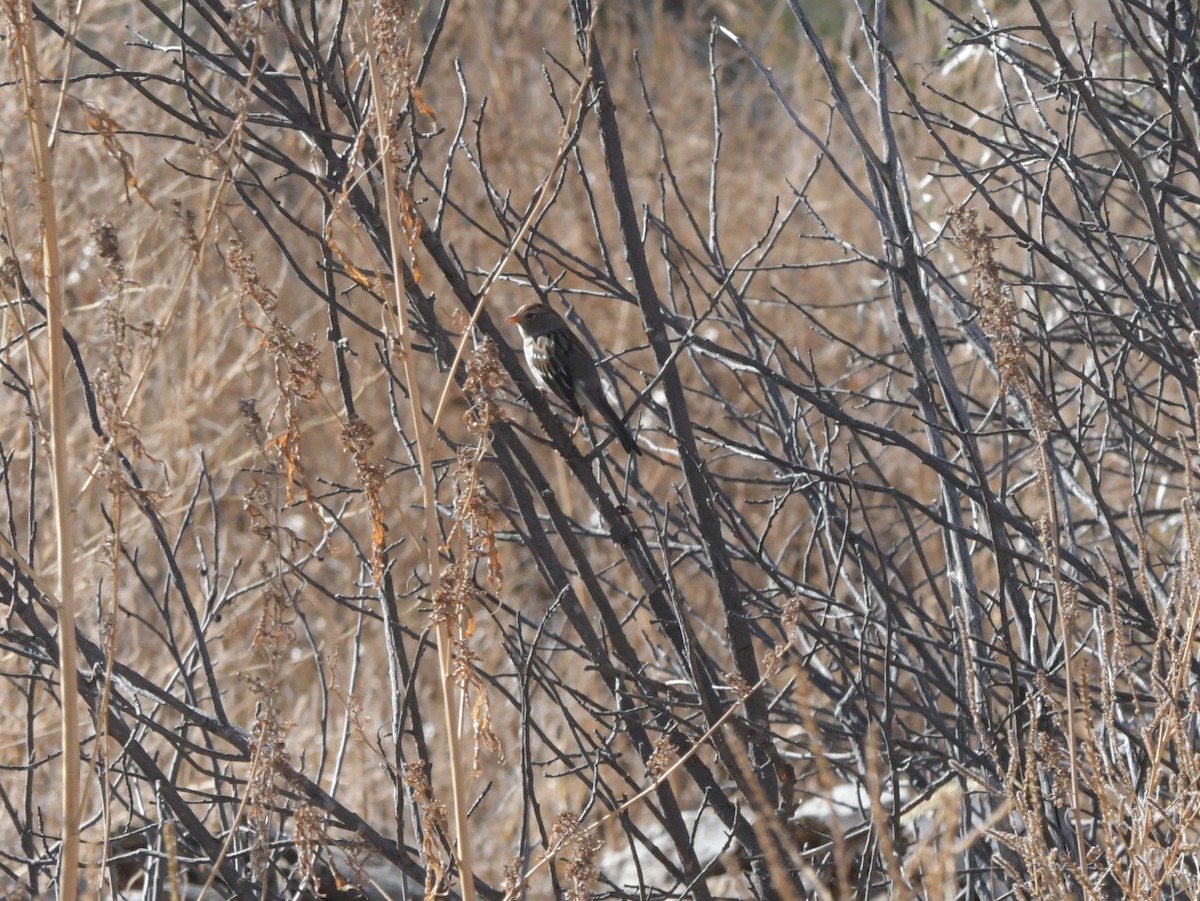 White-crowned Sparrow - David Drews