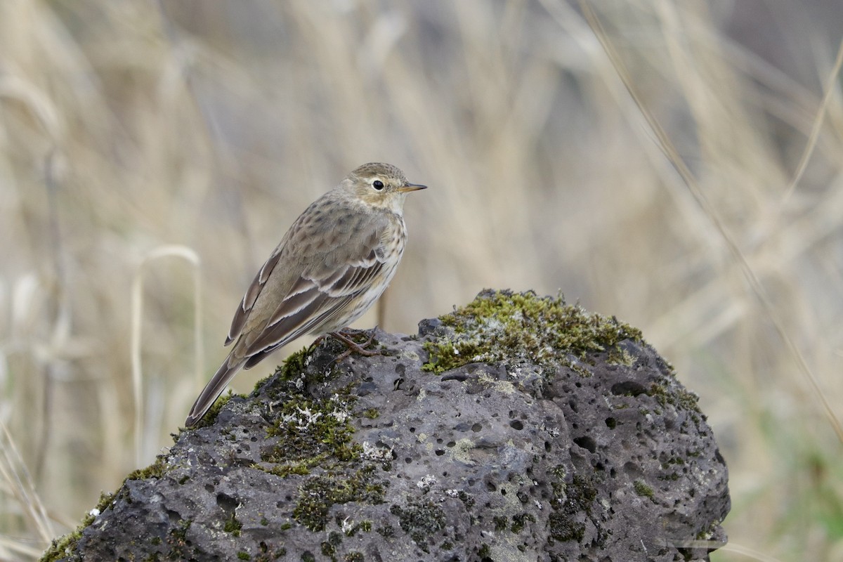 American Pipit - ML610683420