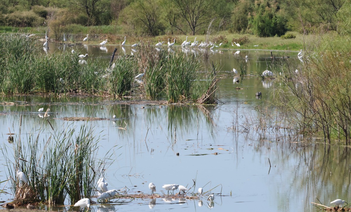 Great Egret - ML610683535