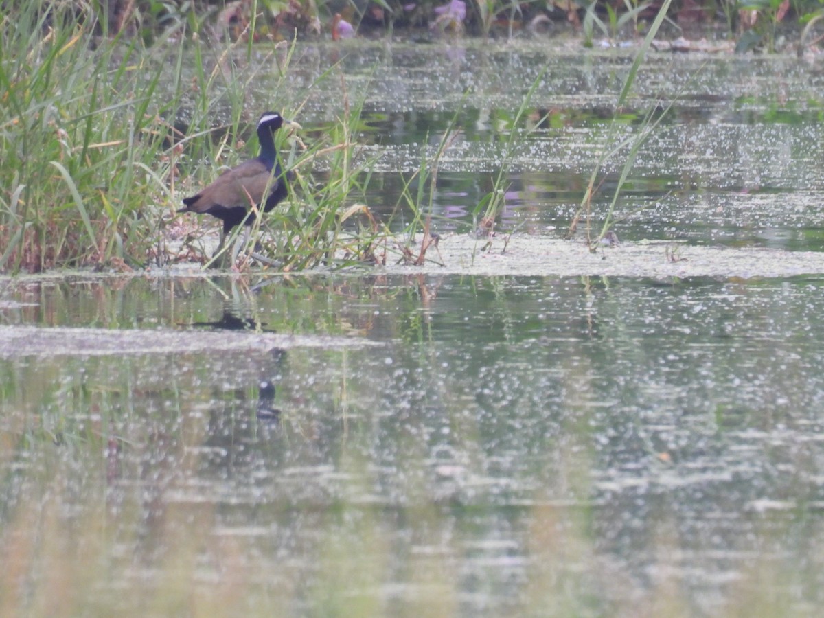 Bronze-winged Jacana - Murari Varma