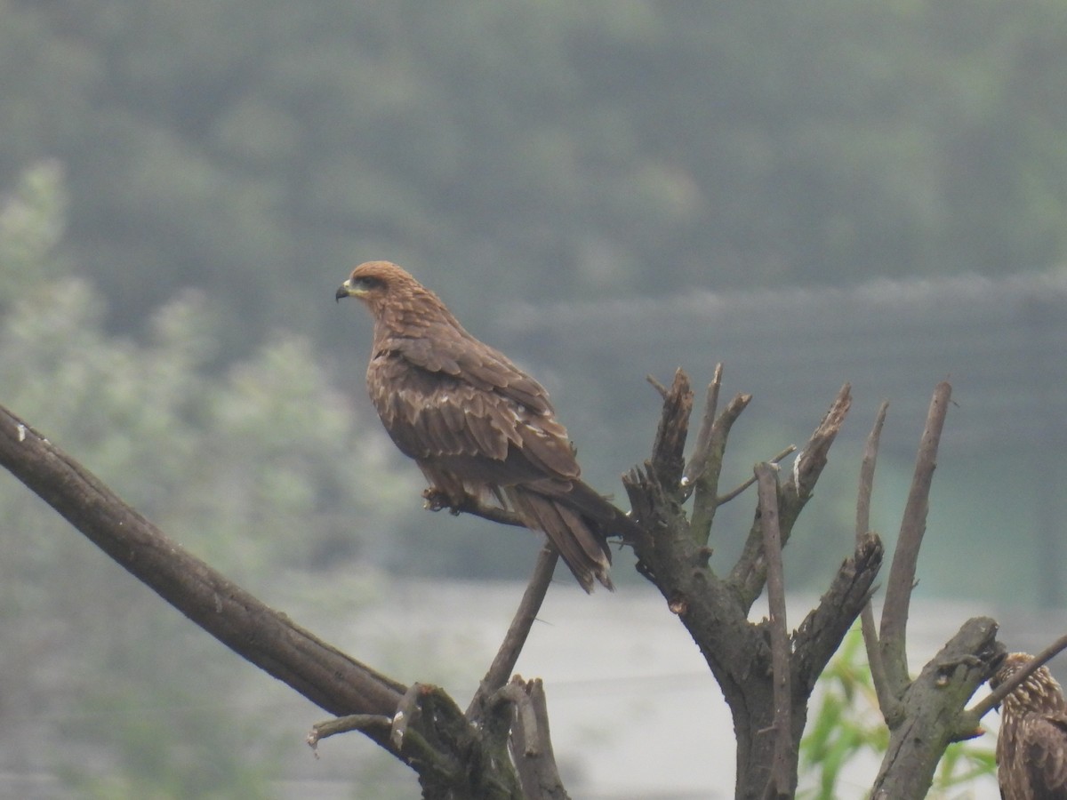 Black Kite - ML610683566