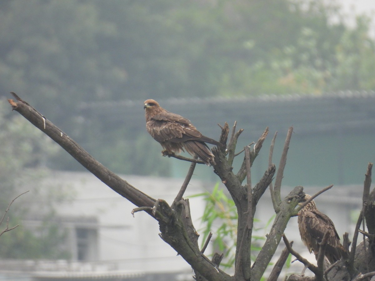 Black Kite - ML610683626