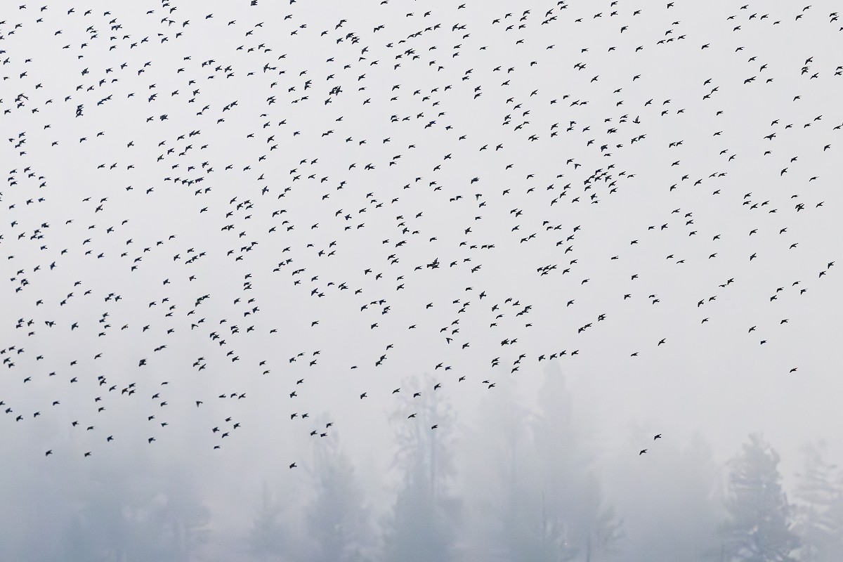 European Starling - Bruce Kennedy