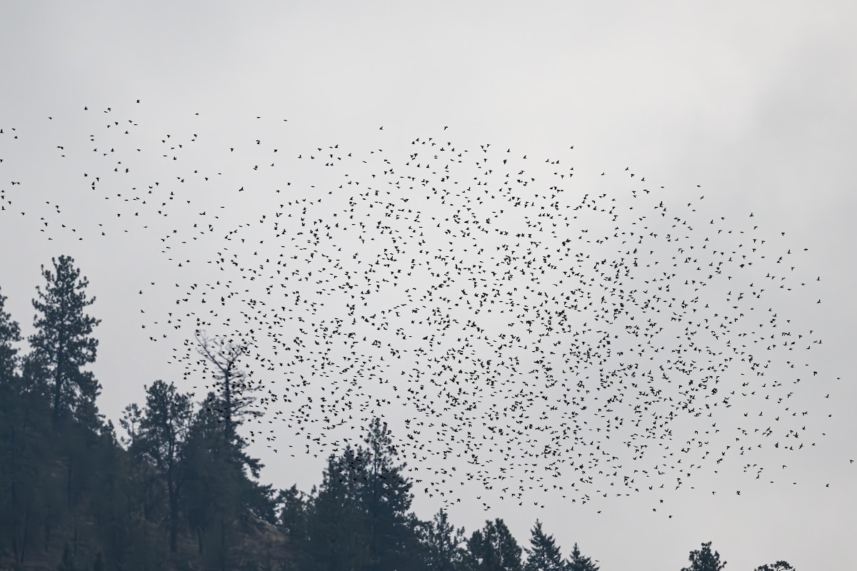 European Starling - ML610683818