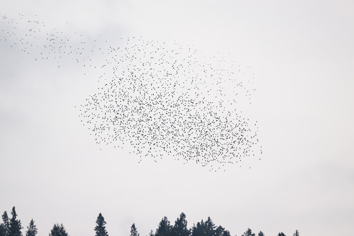 European Starling - Bruce Kennedy