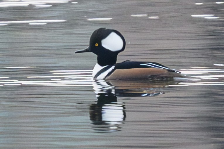 Hooded Merganser - ML610683841