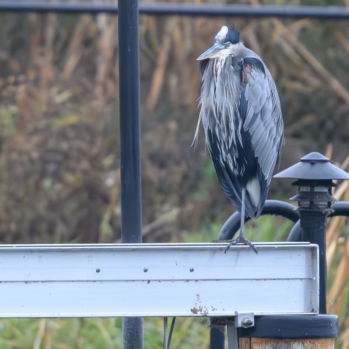 Great Blue Heron - ML610683851