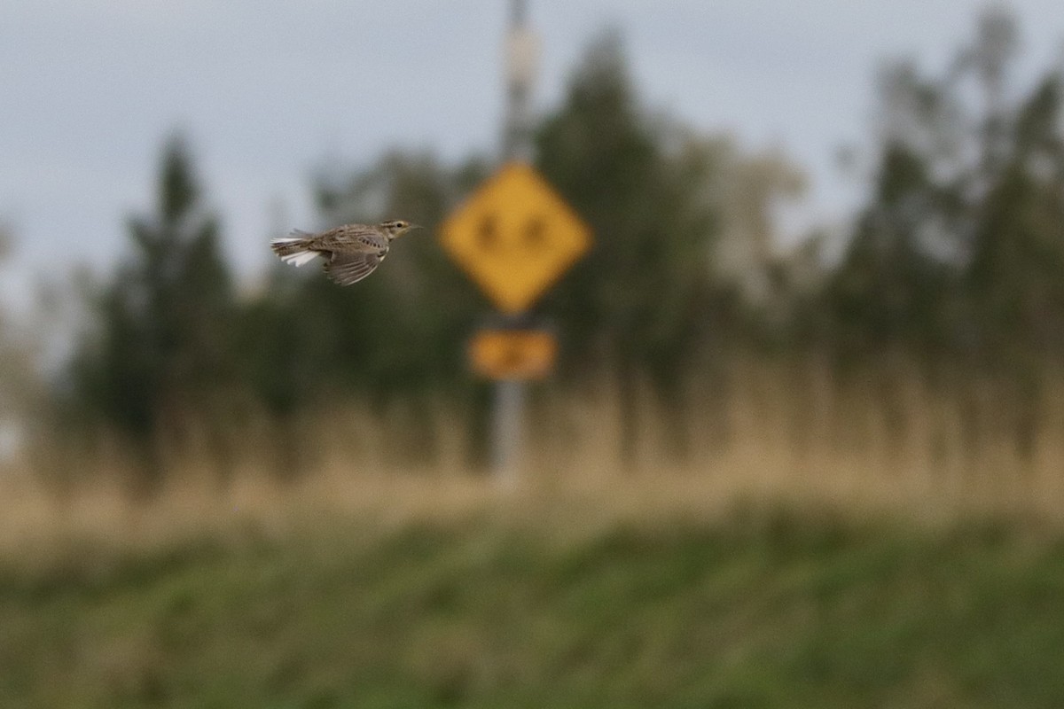 Western Meadowlark - ML610683879