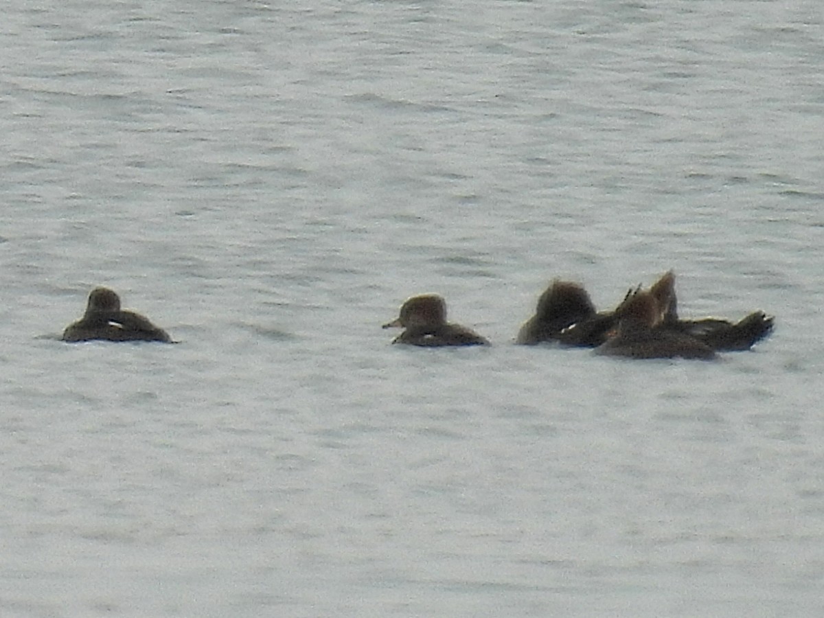 Hooded Merganser - ML610683890