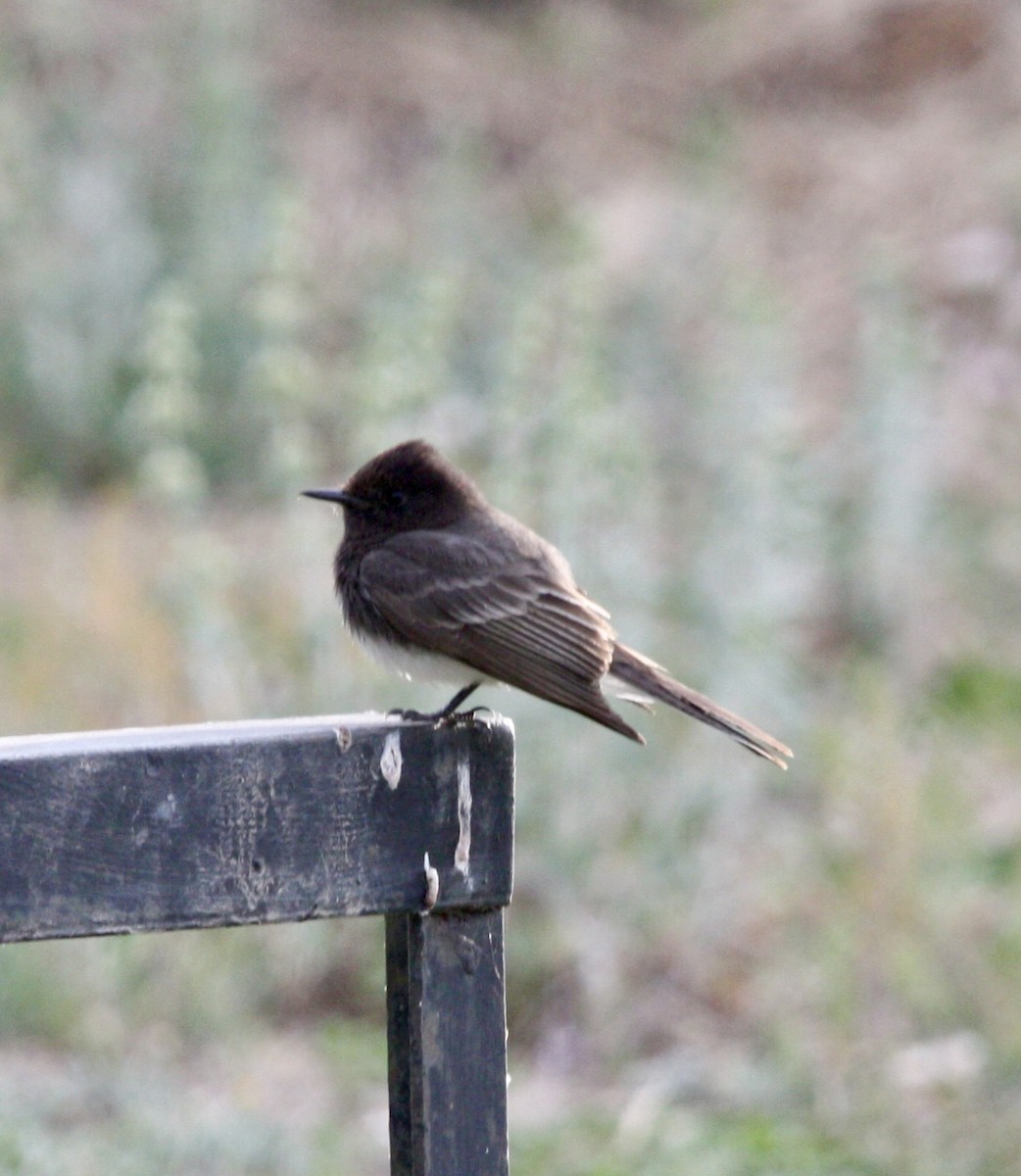 Black Phoebe - ML610683897