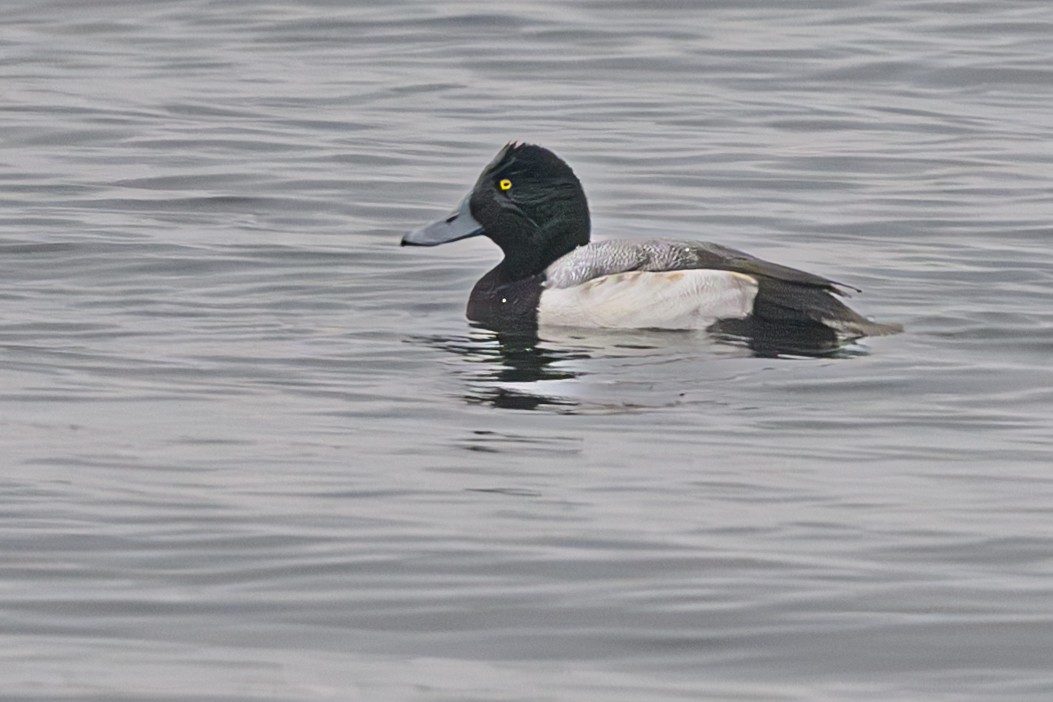 Greater Scaup - ML610683916