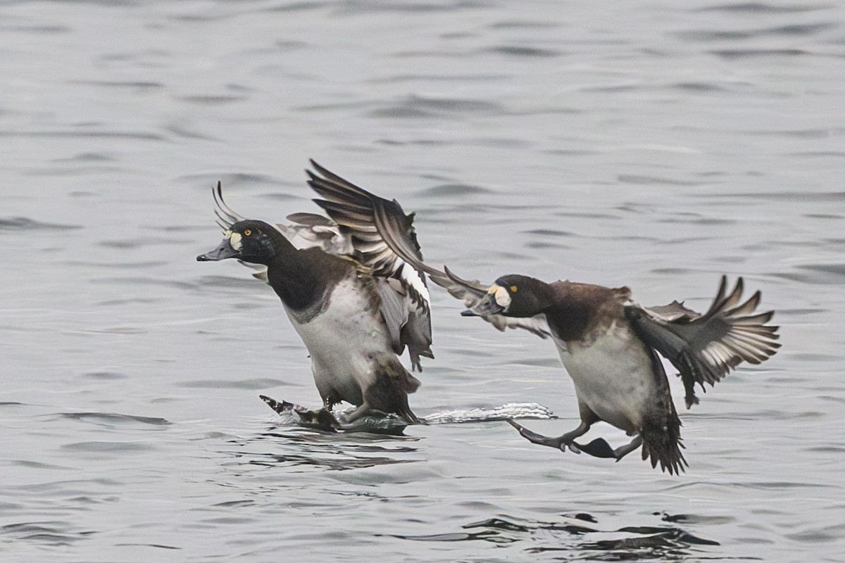 Greater Scaup - ML610683919