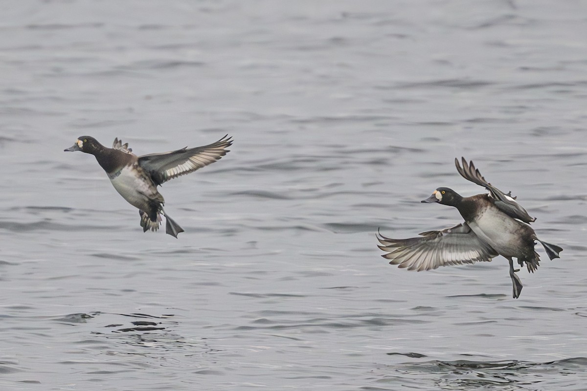 Greater Scaup - ML610683920