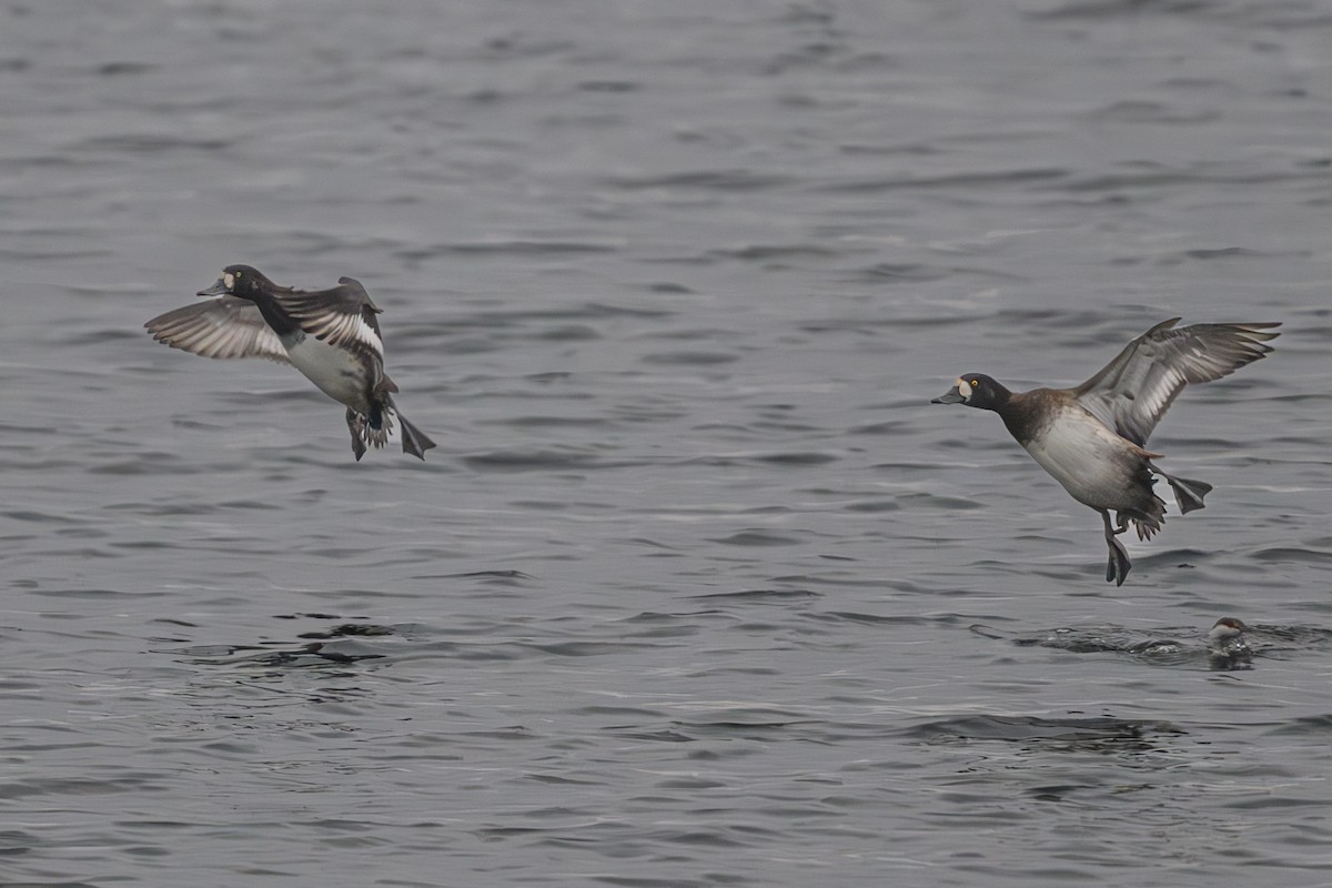 Greater Scaup - Bruce Kennedy