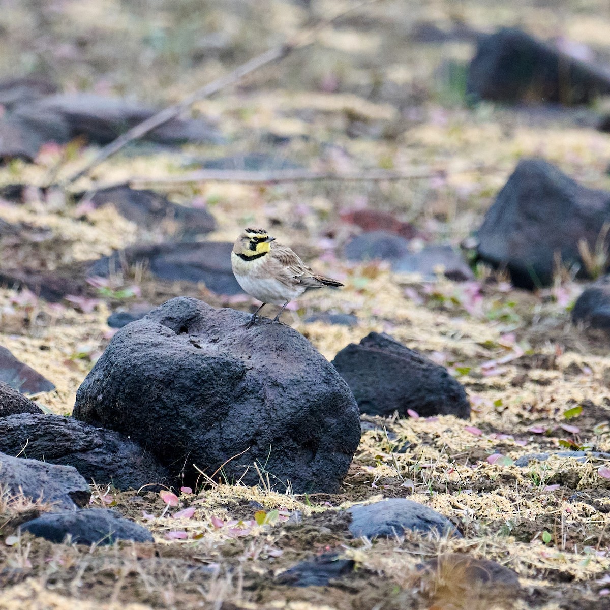 Horned Lark (Western rufous Group) - ML610683937