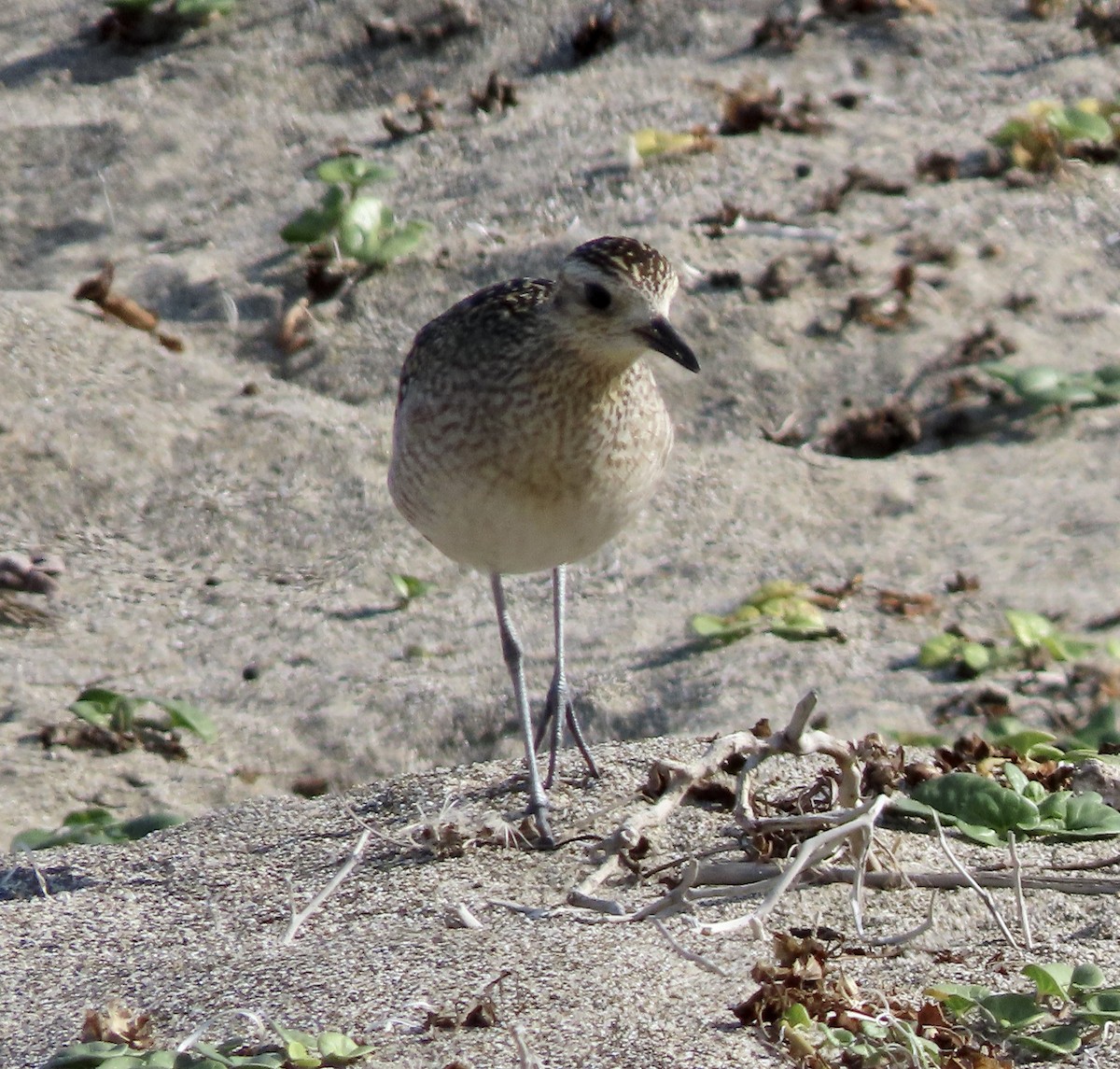 Pacific Golden-Plover - ML610683959