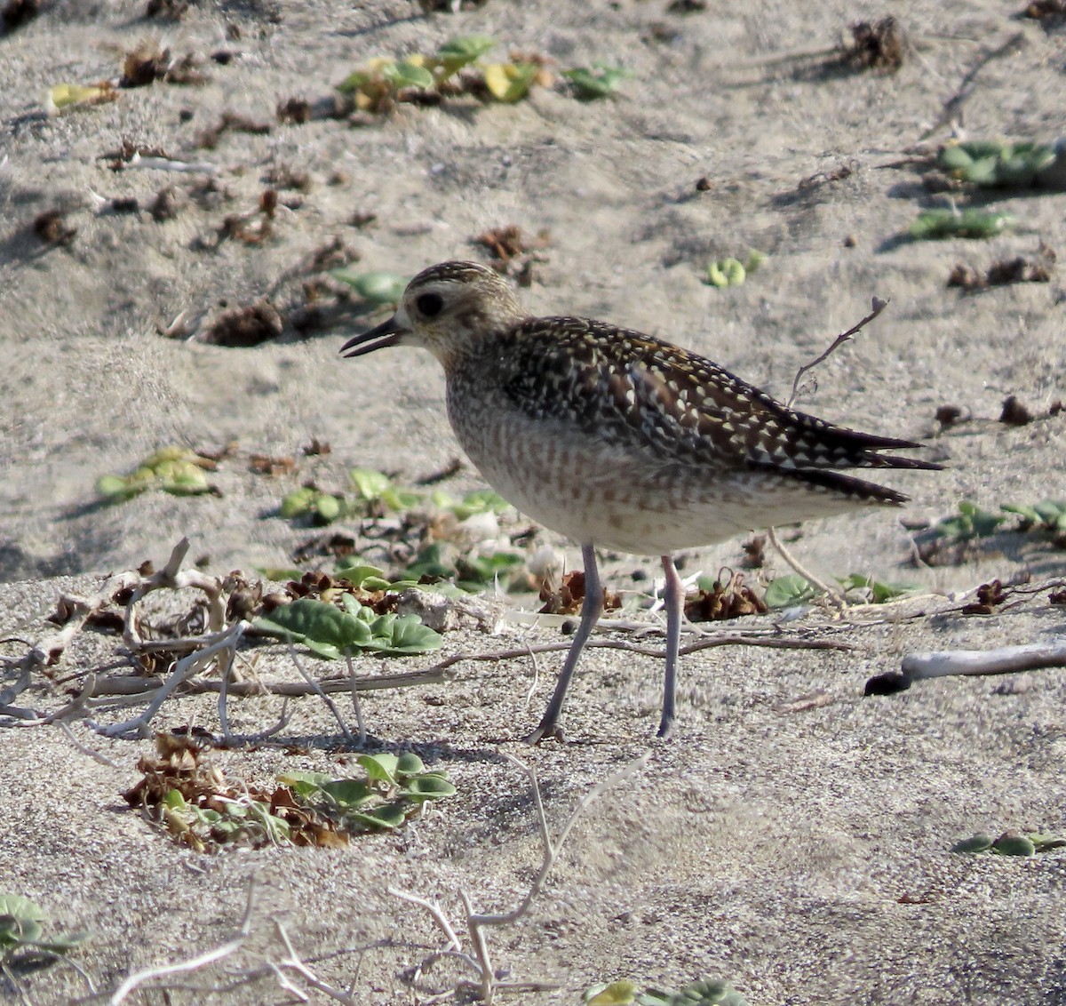 Pacific Golden-Plover - ML610683960