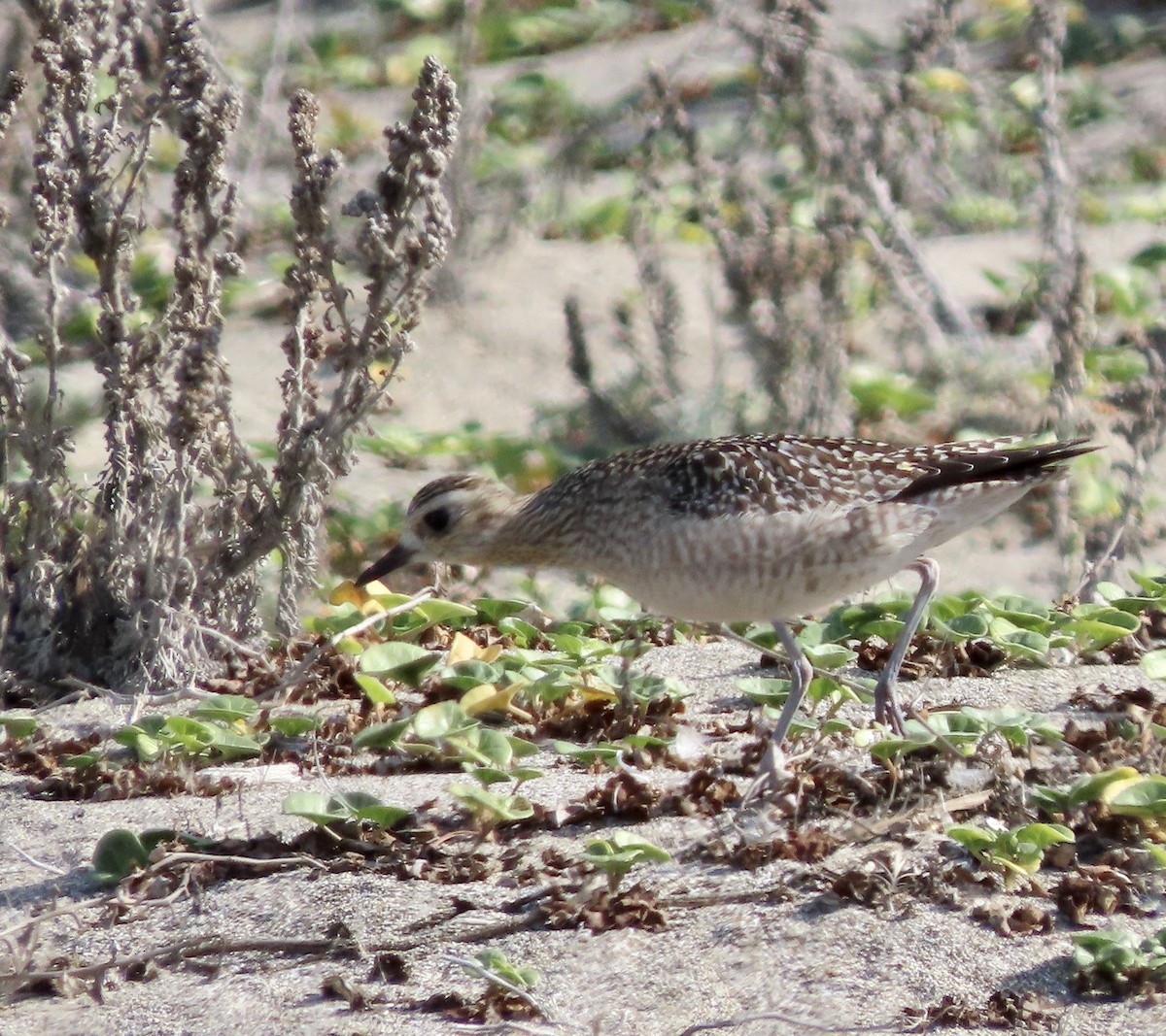 Pacific Golden-Plover - ML610683962